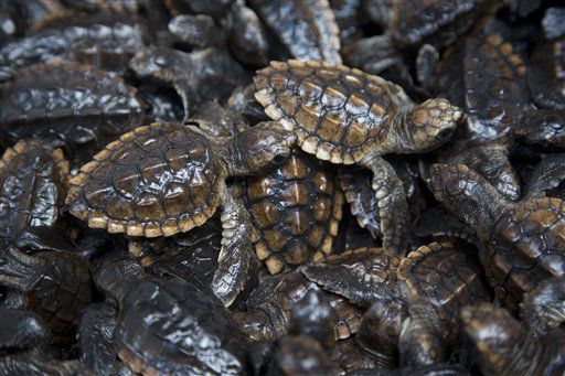 Loggerhead sea turtle hatchlings